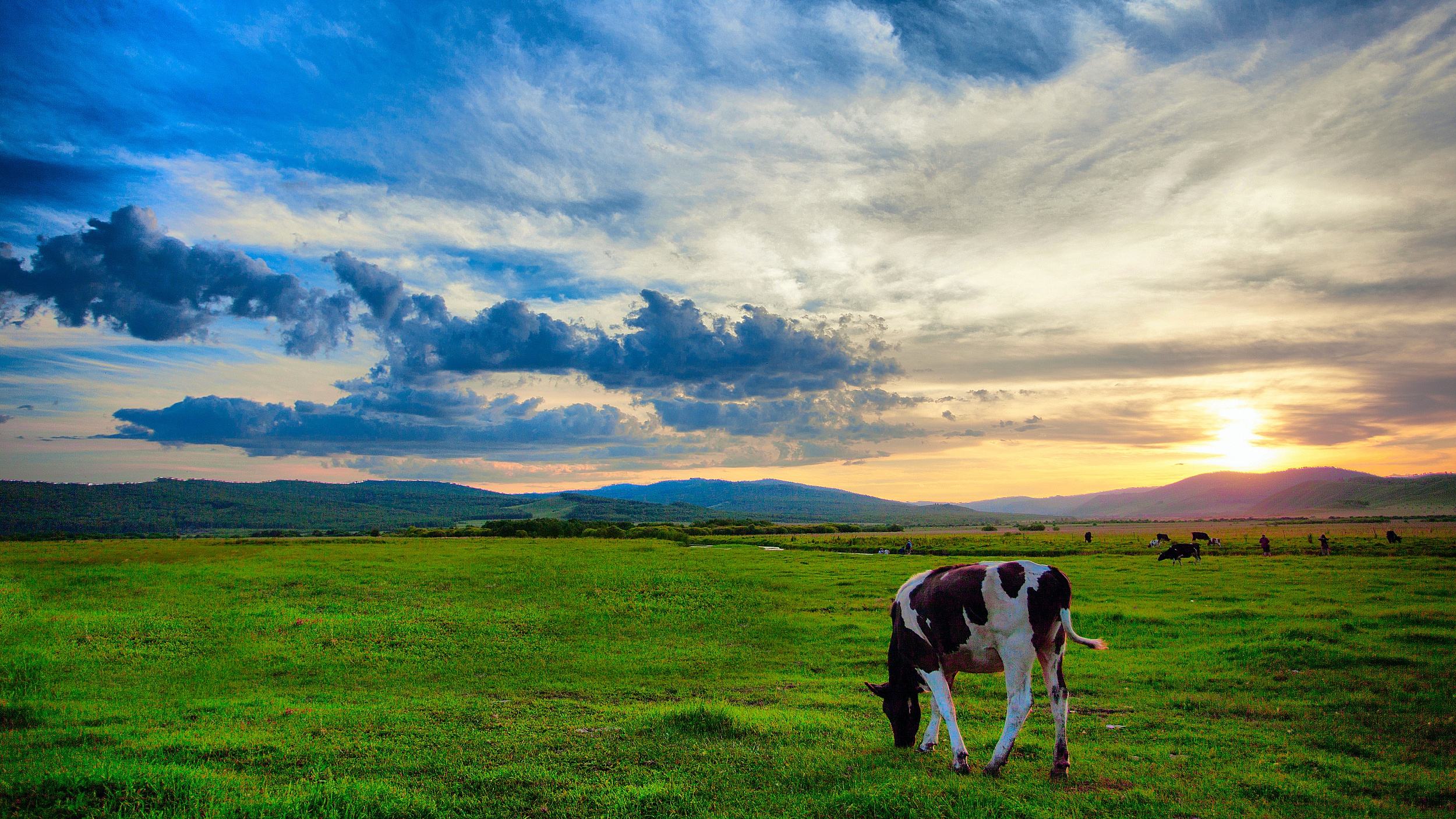 徒步穿越草原腹地 看远处成群的牛羊走走停停
